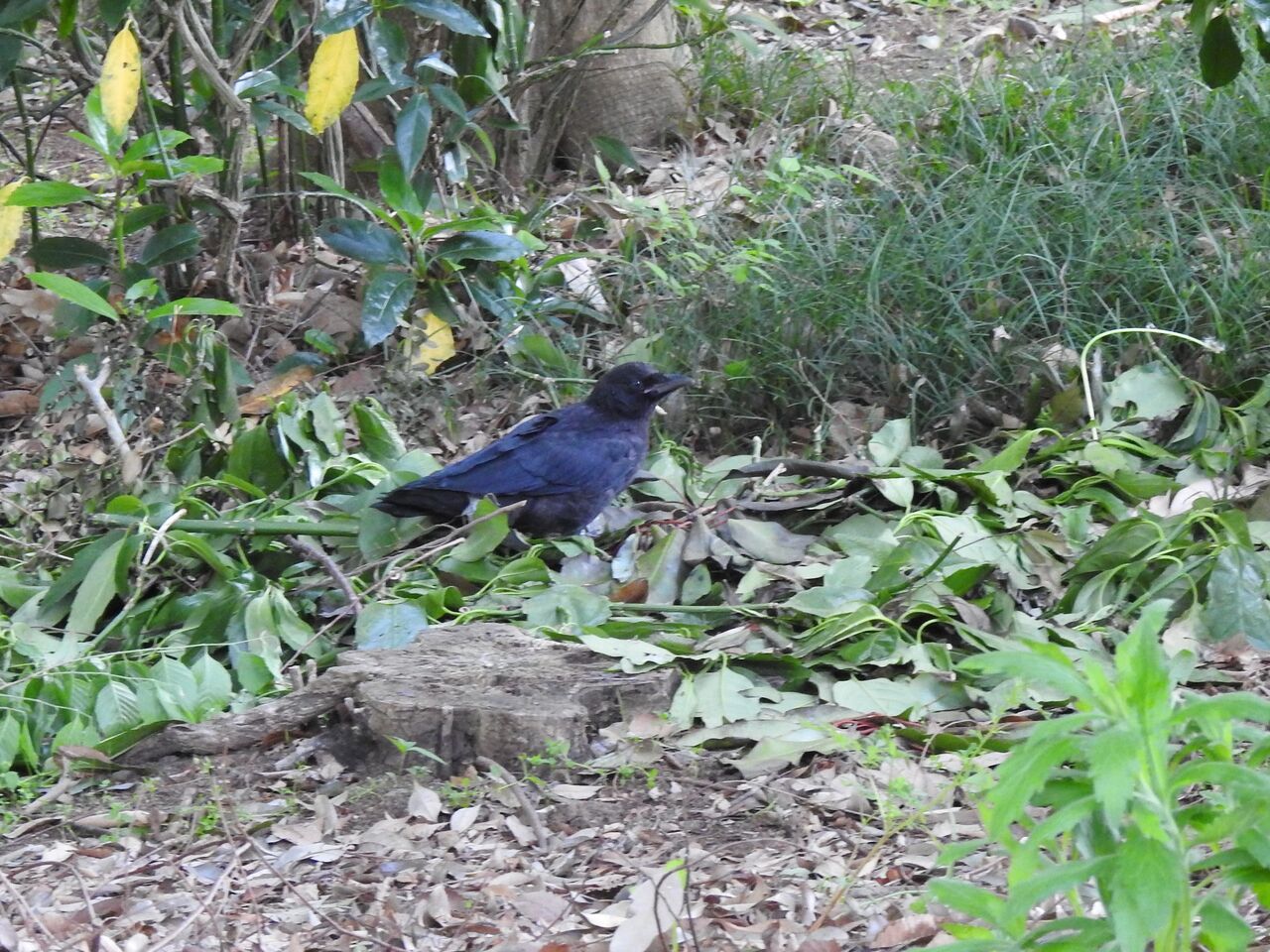 カラスの子 新しい巣をもらう 新 小鳥記 鳥好き中1男子の鳥日記 カラスの子 新しい巣をもらう 新 小鳥記 鳥好き中1男子の鳥日記