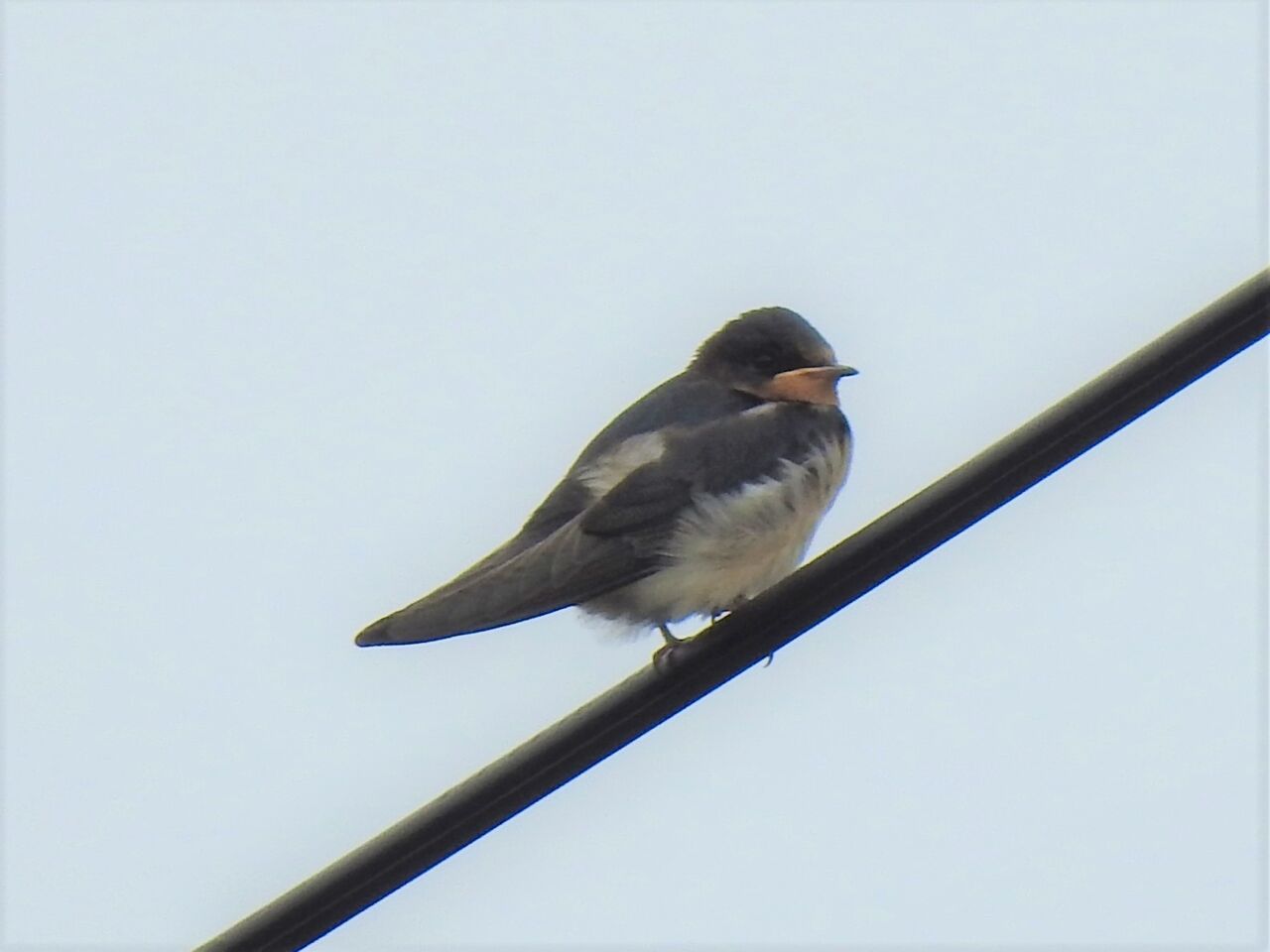 巣立ちの早いツバメのヒナたち 新 小鳥記 鳥好き中１男子の鳥日記
