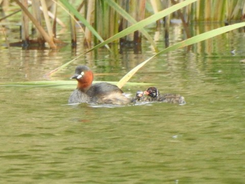 20200914カイツブリ2