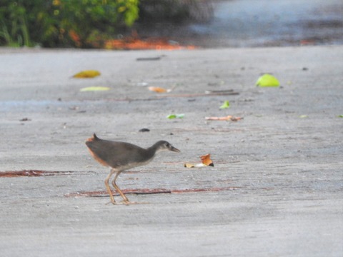 20190728シロハラクイナ幼鳥