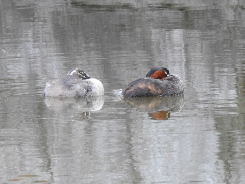 20200528カイツブリ2