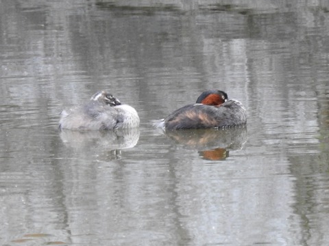 20200528カイツブリ2