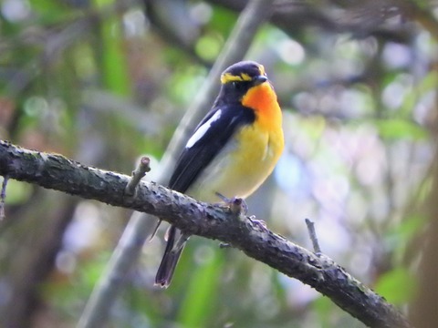 20180515キビタキ３