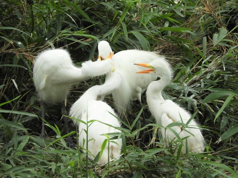 20190706チュウサギ