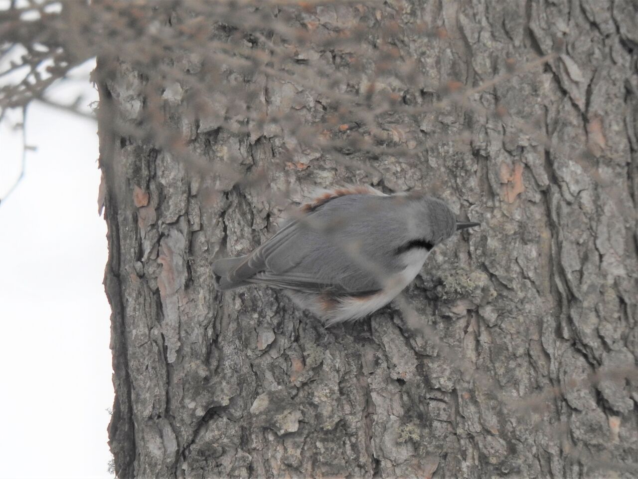 北海道旅行記 1日目 新 小鳥記 鳥好き中１男子の鳥日記