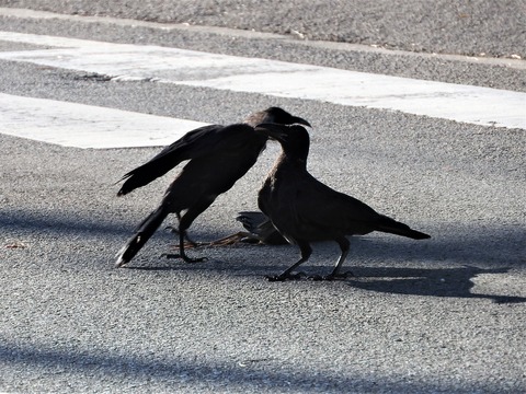 20190728オサハシブトガラスとシロハラクイナ