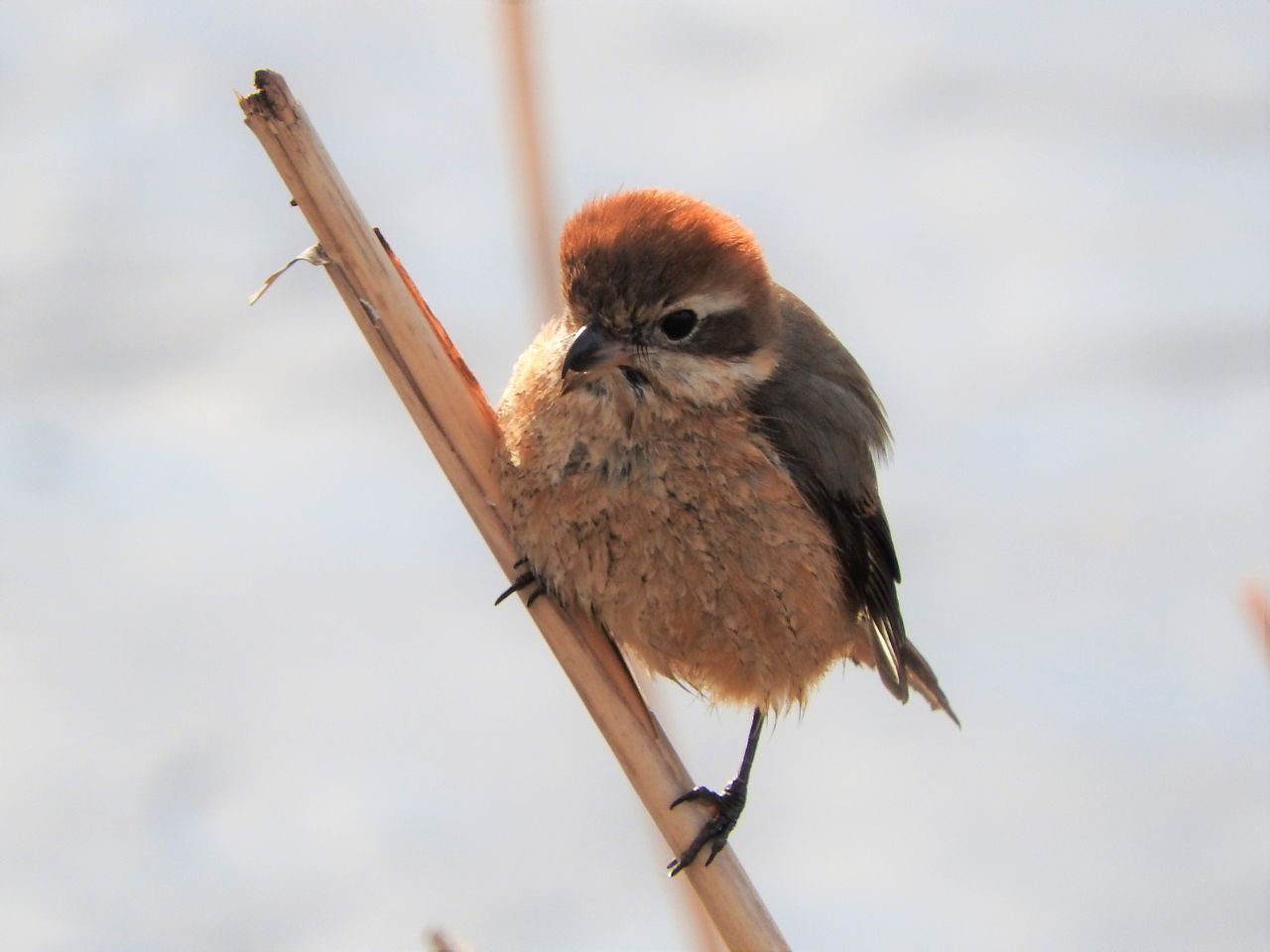 五行川周辺の鳥 新 小鳥記 鳥好き中１男子の鳥日記