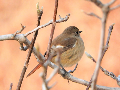 20190114ジョウビタキ