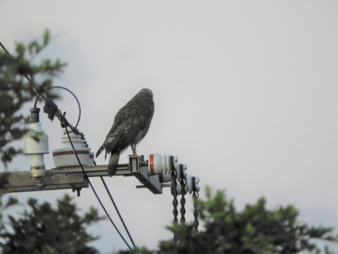 20190730カンムリワシ