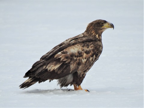 20200208オジロワシ幼鳥