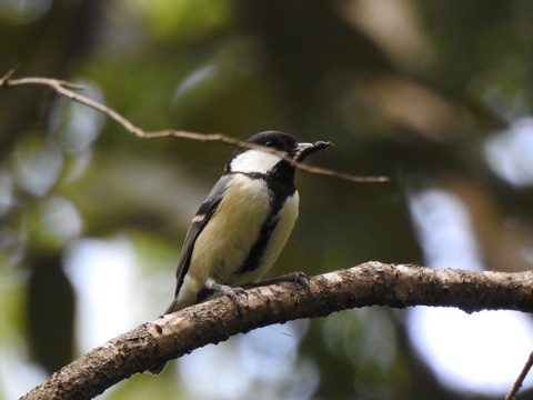 20200428シジュウカラ