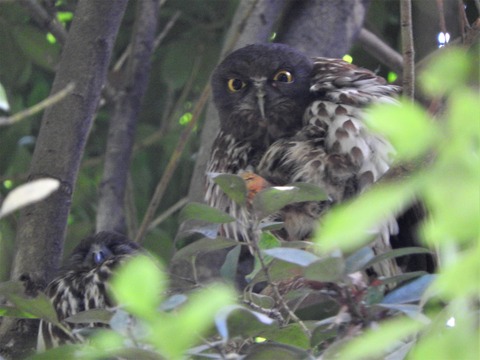 アオバズクけ
