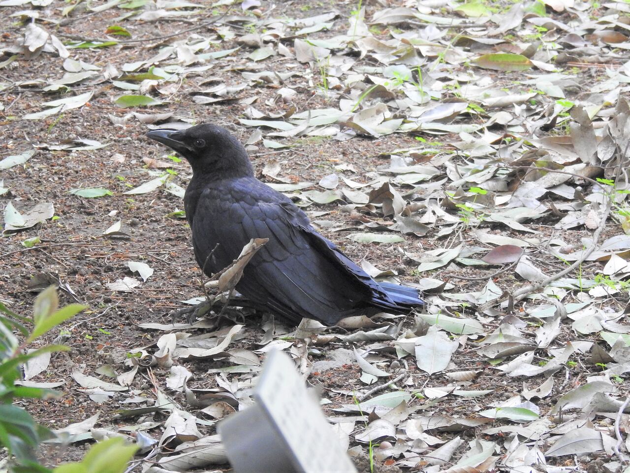 巣から落ちたカラスの子 新 小鳥記 鳥好き中１男子の鳥日記