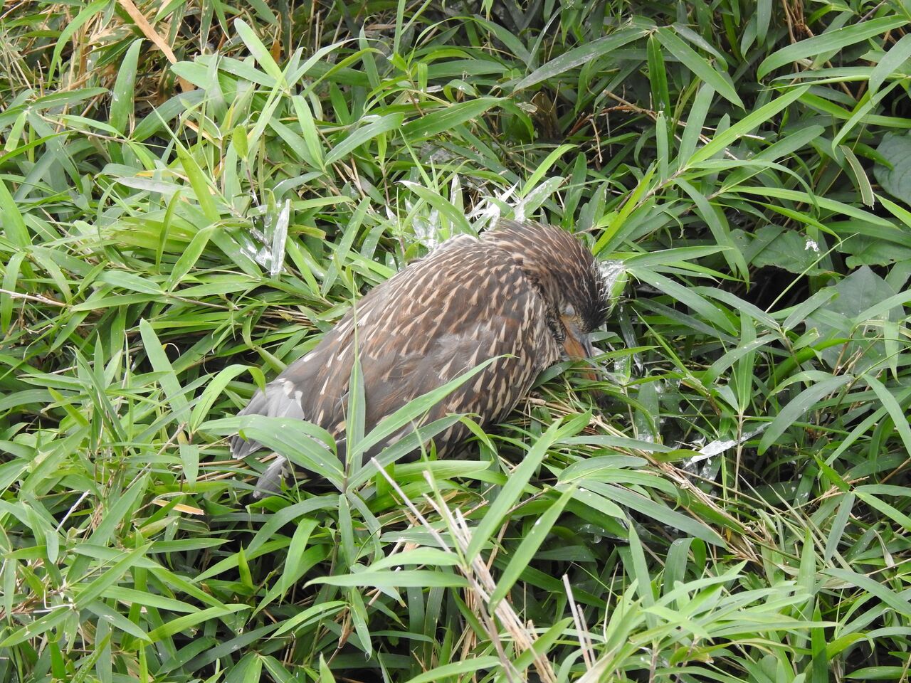アカガシラサギで南国気分 新 小鳥記 鳥好き中1男子の鳥日記 アカガシラサギで南国気分 新 小鳥記 鳥好き中1男子の鳥日記