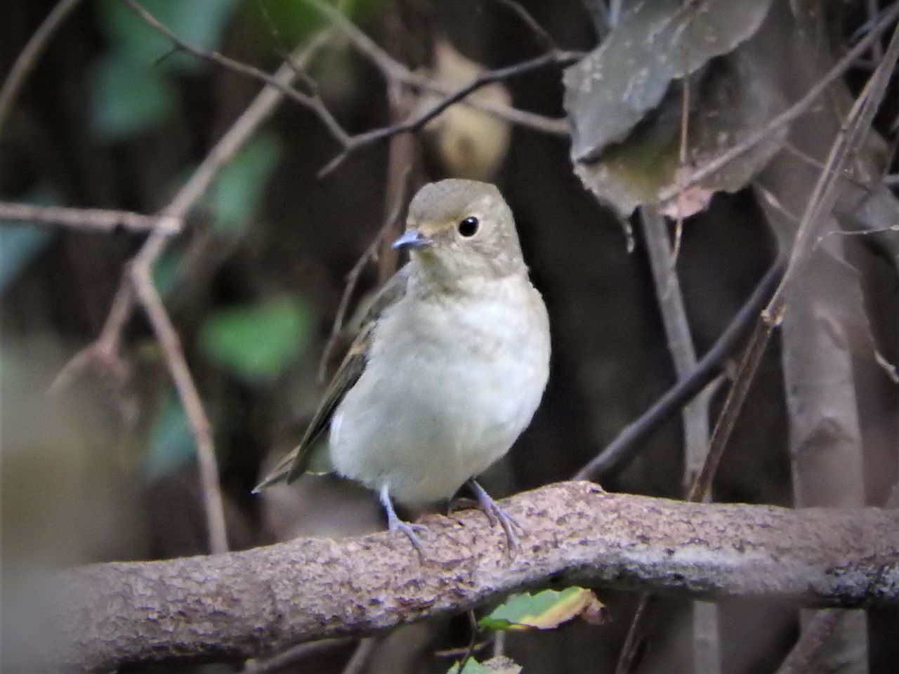 息子を水元公園に連れていく 新 小鳥記 鳥好き中１男子の鳥日記