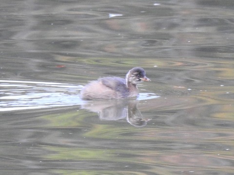 20201028カイツブリ1