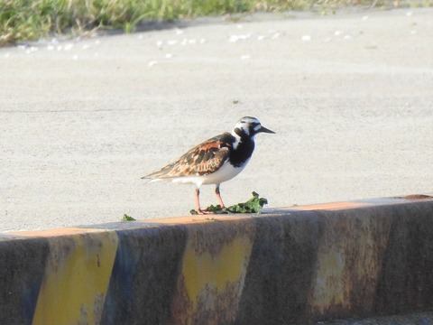 20200524キョウジョシギ