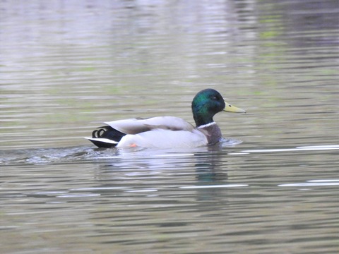 20201028マガモ1