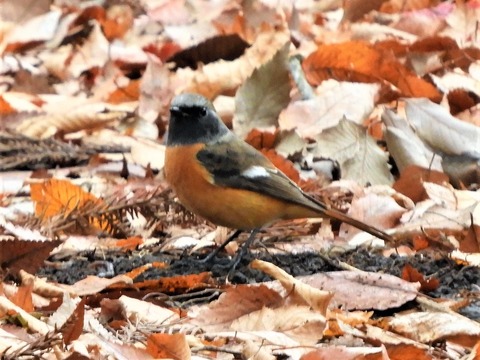 20181208ジョウビタキ4