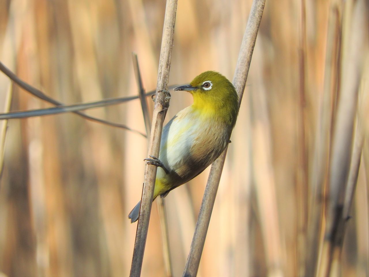 メジロと漢字ドリル 新 小鳥記 鳥好き中１男子の鳥日記