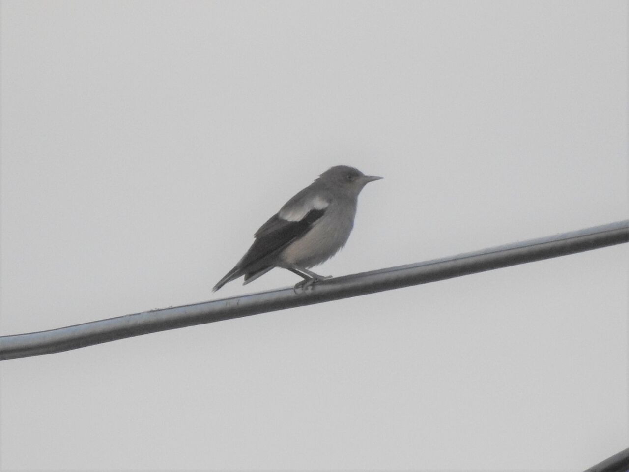 カラムクドリを見つけた 新 小鳥記２ 茨城の鳥好き中２男子の日記