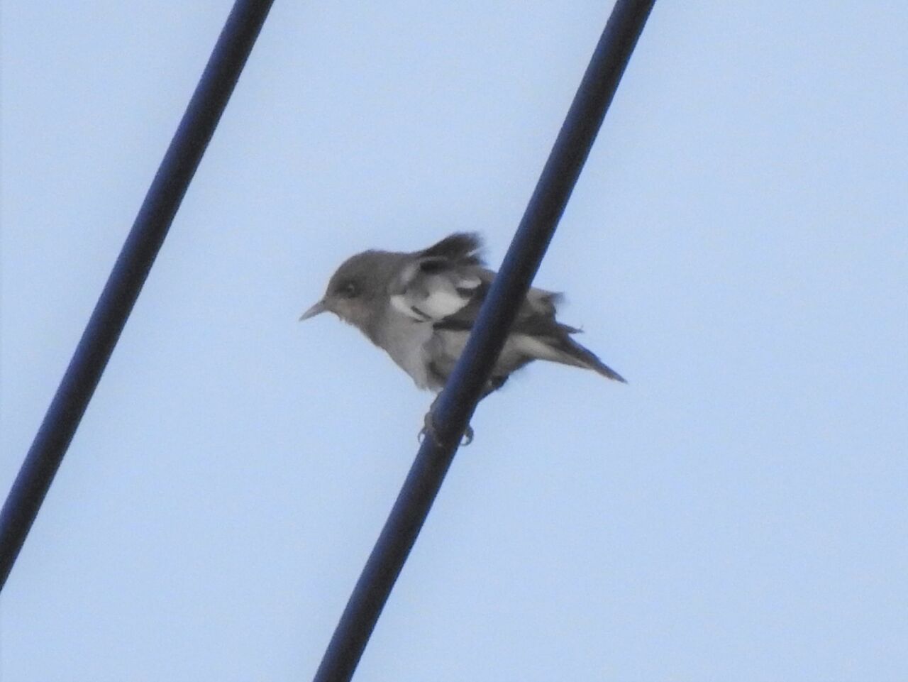 カラムクドリを見つけた 新 小鳥記２ 茨城の鳥好き中２男子の日記