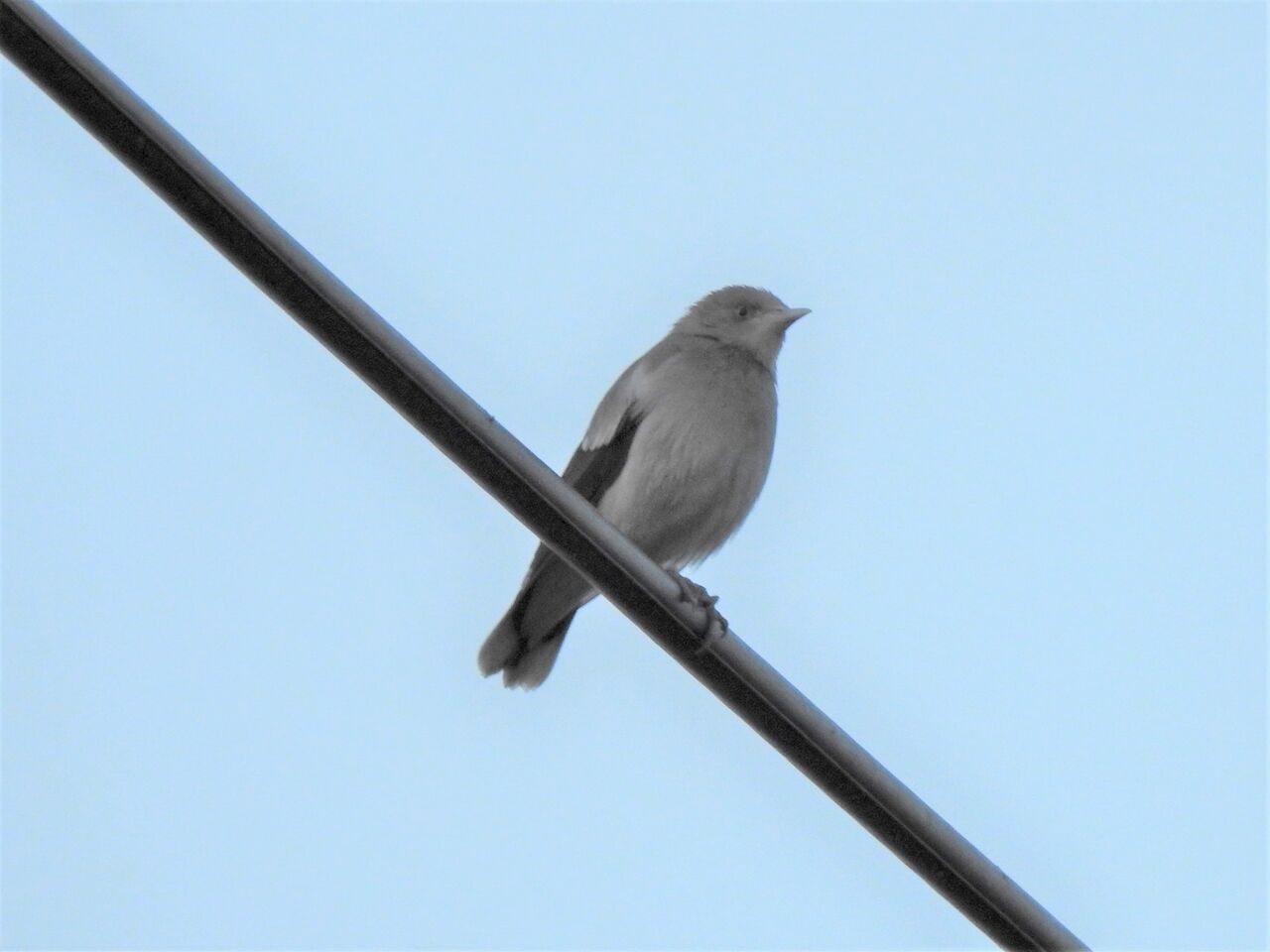 カラムクドリを見つけた 新 小鳥記２ 茨城の鳥好き中２男子の日記