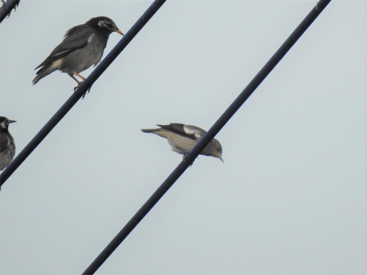 カラムクドリを見つけた 新 小鳥記２ 茨城の鳥好き中２男子の日記