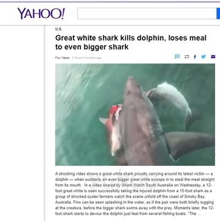 デカイ・サメがくわえたイルカを横取りするさらにデッカイ・サメ！？　オーストラリア発