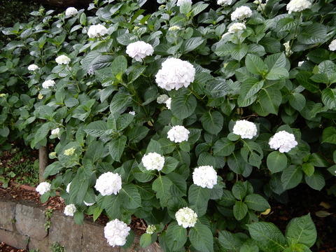 DSCN5765