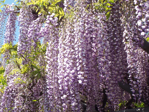 DSCF5389