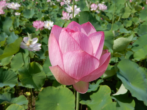 DSCN5833