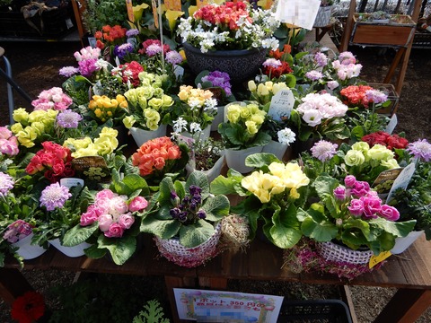 植木祭り２