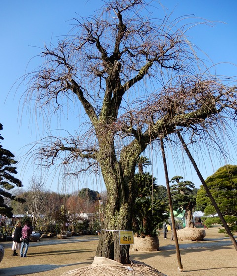 植木祭り８