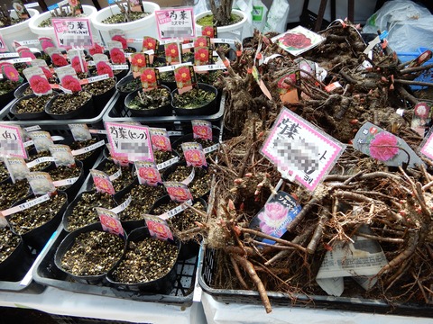 植木８