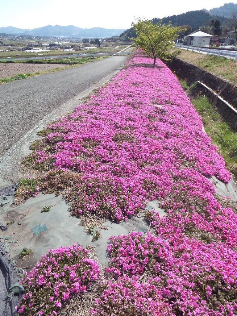 イメージ 13