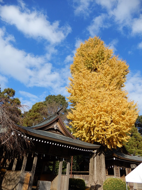 DSCN5148