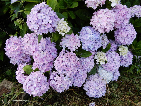 DSCN9827