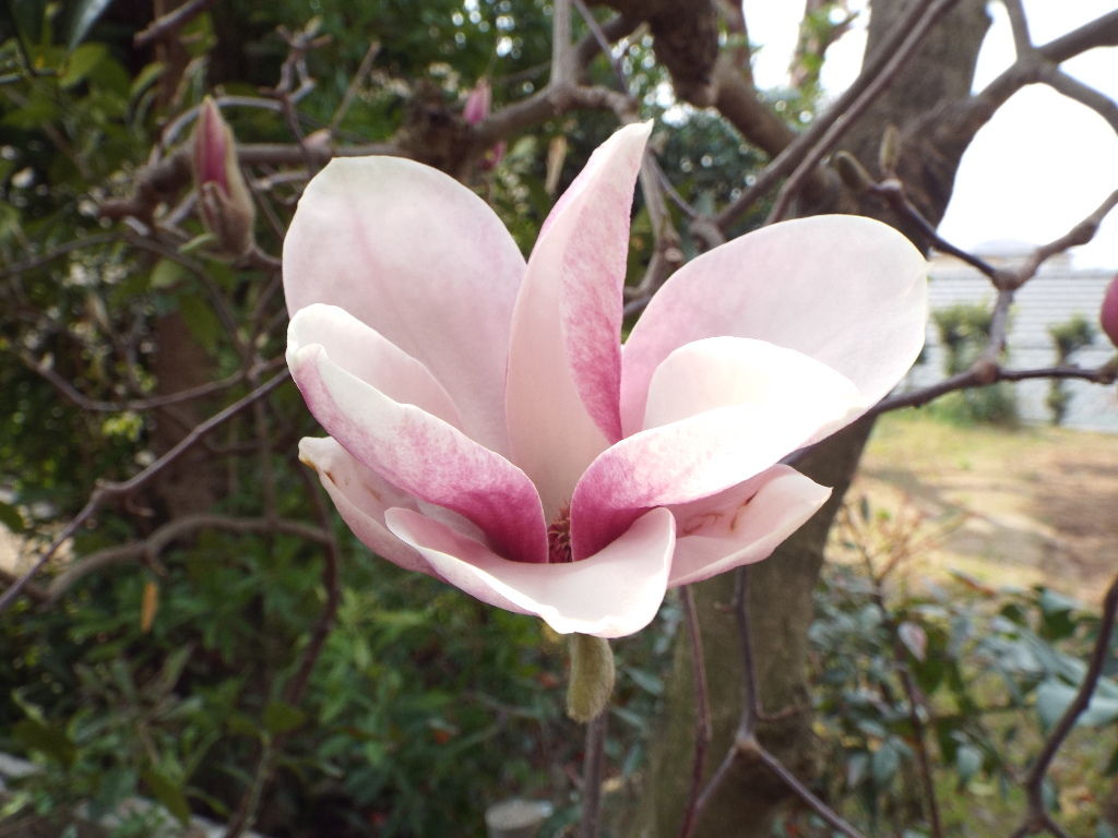 イメージ 5