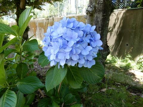 DSCN4553