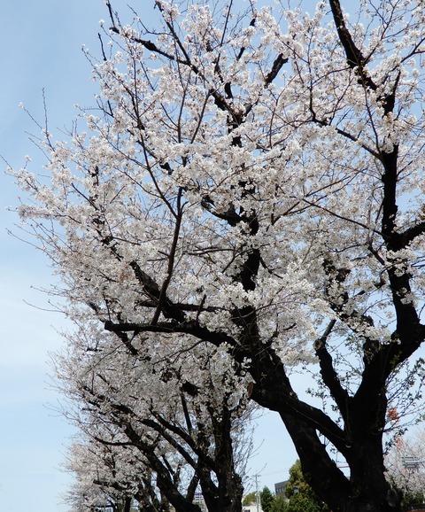 桜