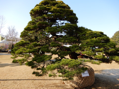 DSCN8142