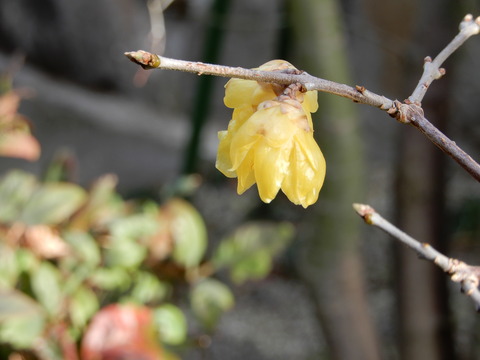 DSCN5167