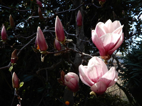 DSCN9457