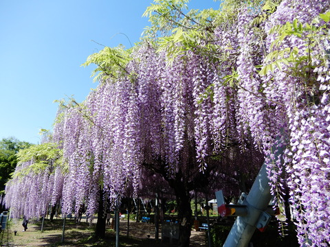 DSCN9590
