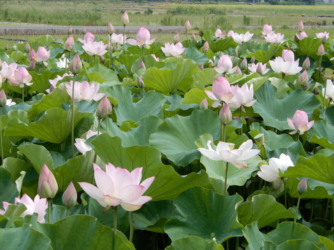 DSCN9934