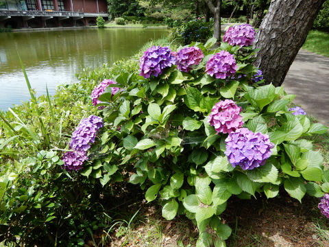 DSCN4547