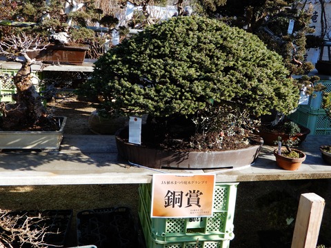 植木市