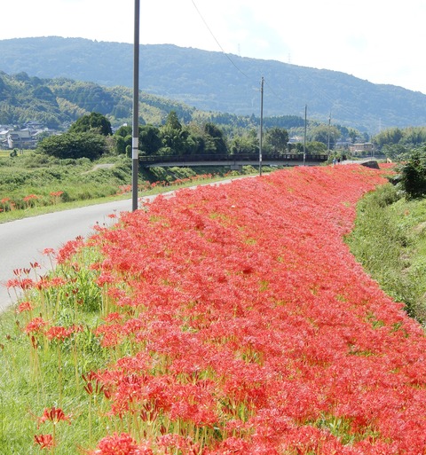 彼岸花２
