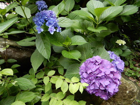 DSCN7311